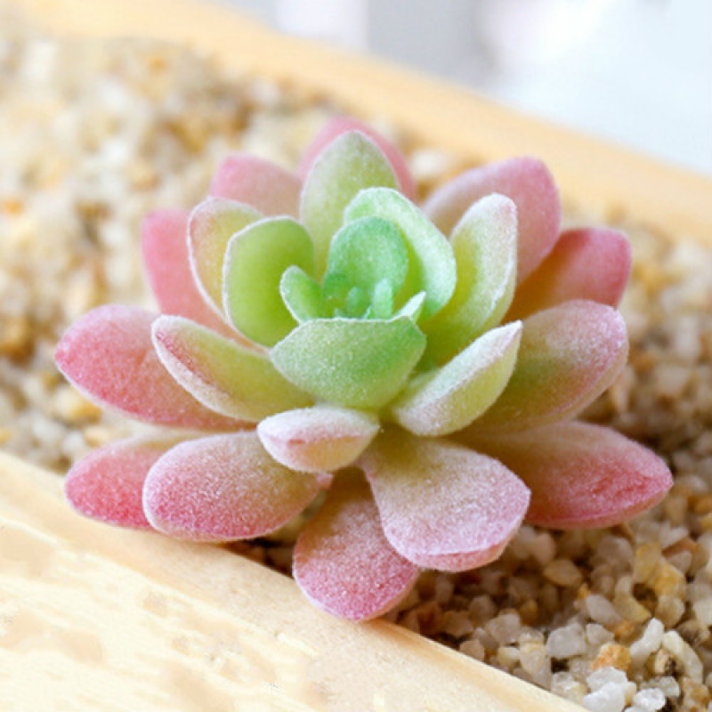 Mini Artificial Succulents Plant Fake Cactus for Floral Decor DIY Home Garden - Picture 25 of 38
