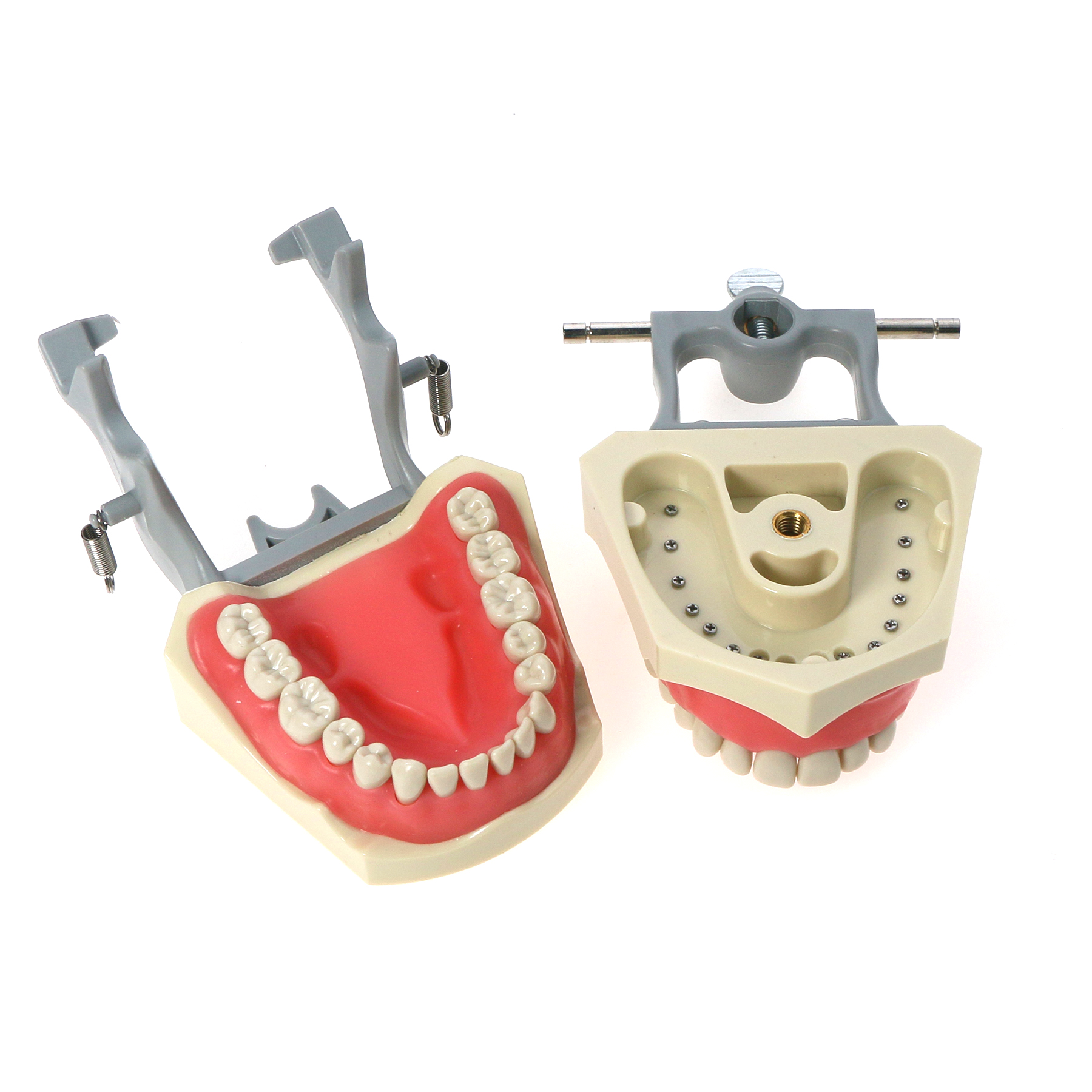 US Dental Typodont Model 32pcs Removable Teeth Soft Gingiva Similar ...