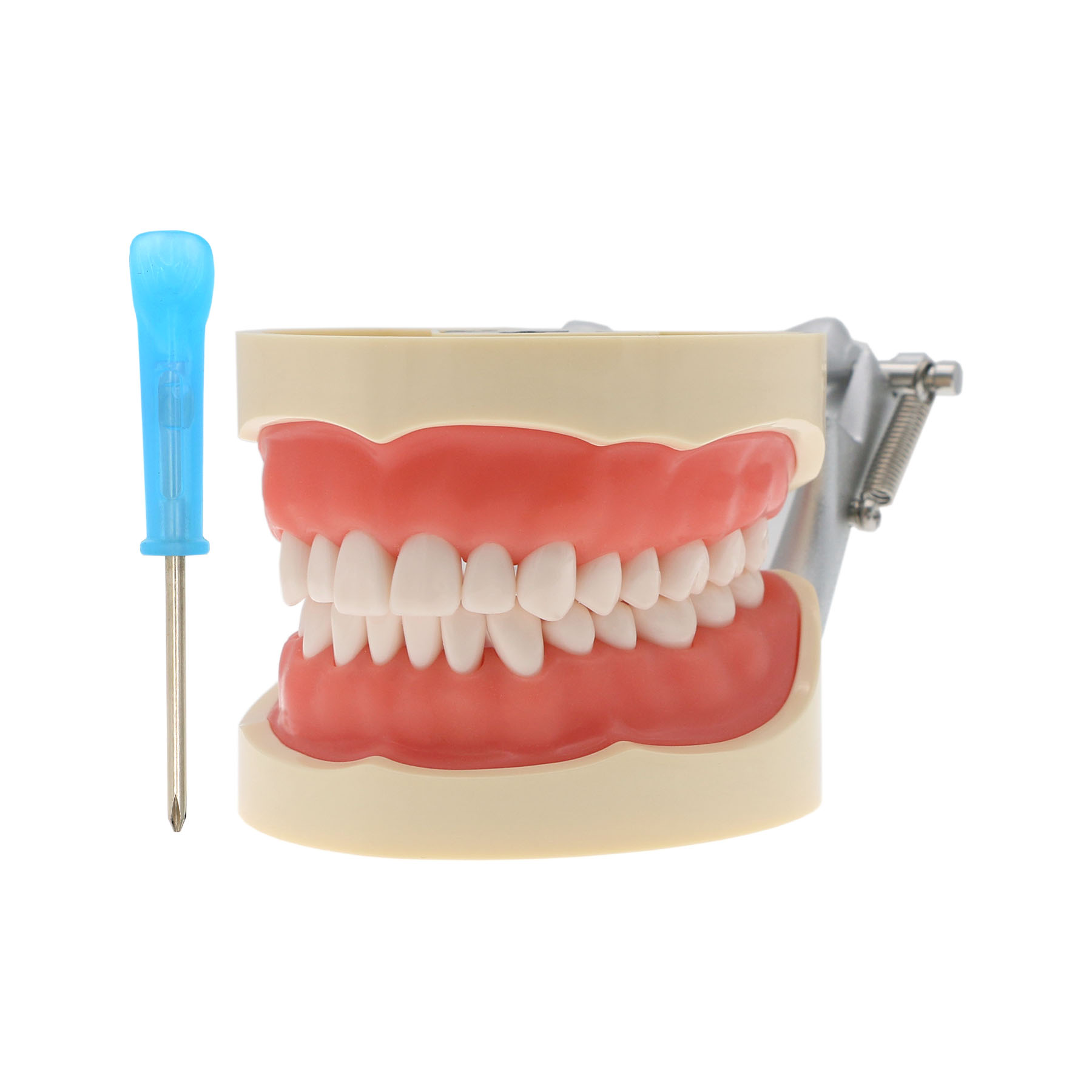 Dental 32 Stck. Zähne Typodont Modell Kilgore NISSIN Typ Befestigungsstange abnehmbar - Bild 12 von 45