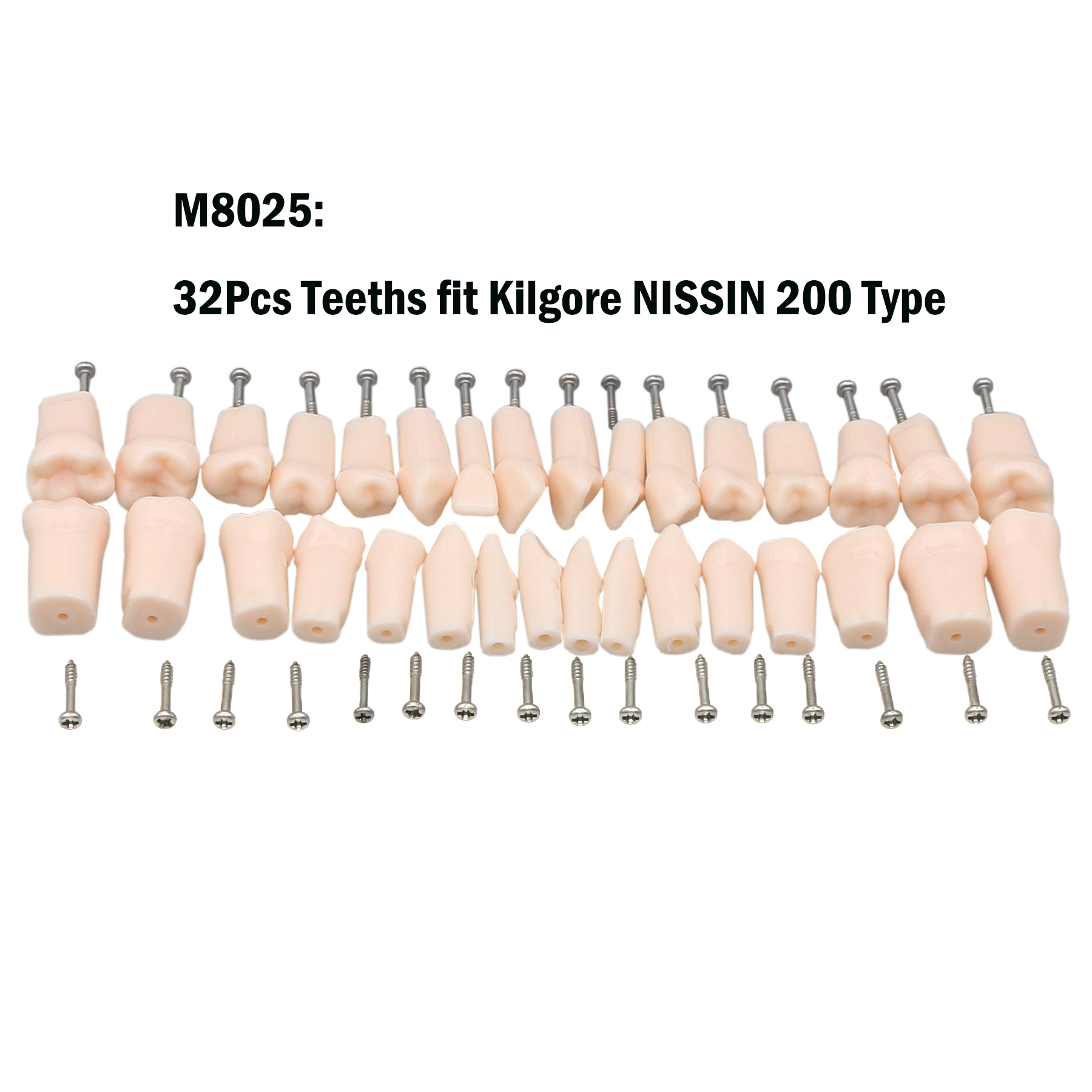 Dental 32 Stck. Zähne Typodont Modell Kilgore NISSIN Typ Befestigungsstange abnehmbar - Bild 21 von 45