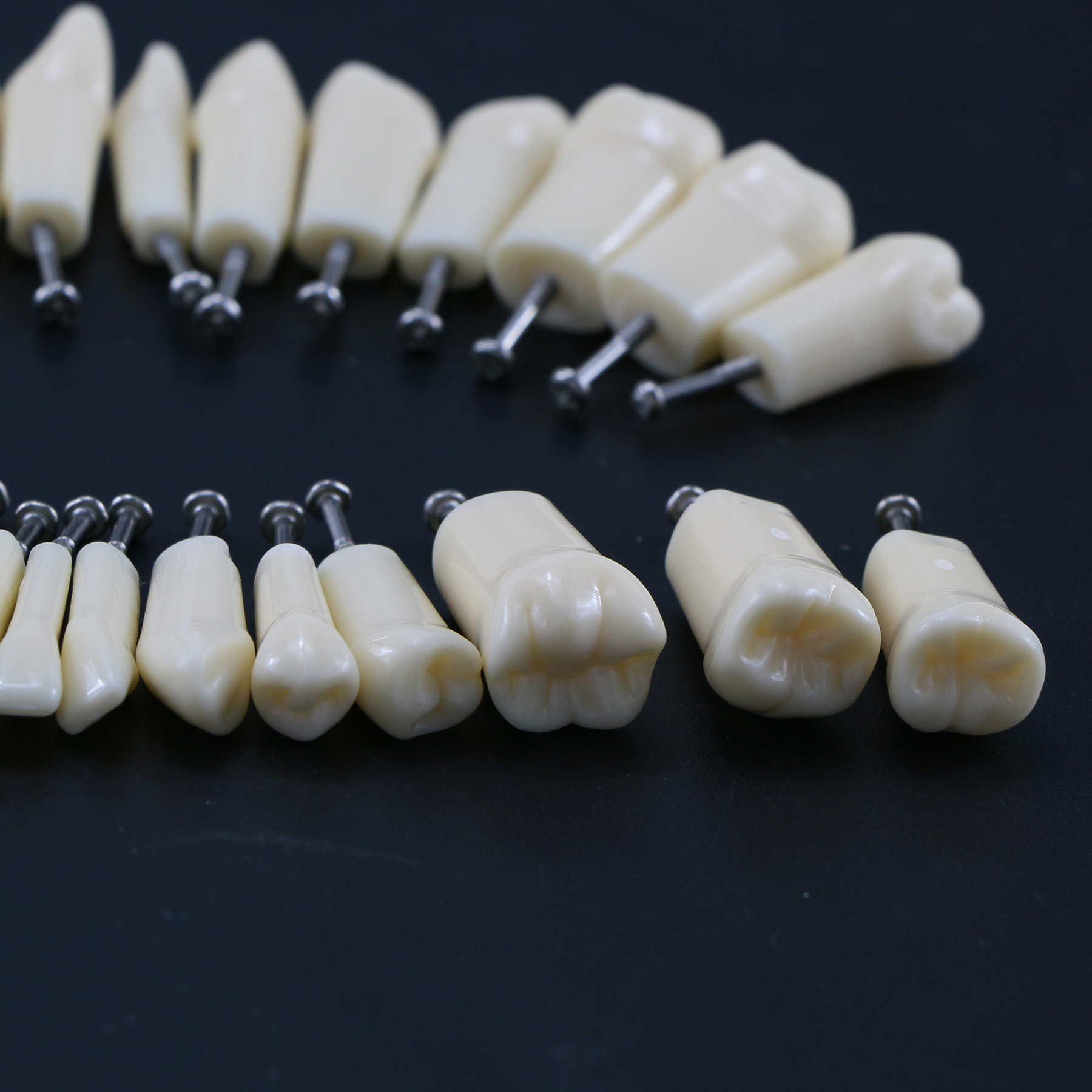 Dental 32 Stck. Zähne Typodont Modell Kilgore NISSIN Typ Befestigungsstange abnehmbar - Bild 22 von 45