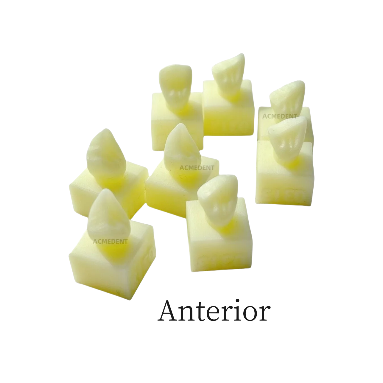 1Set Dental Dentist School Model Composite Resin Fill Anterior Molar Cavity Hole