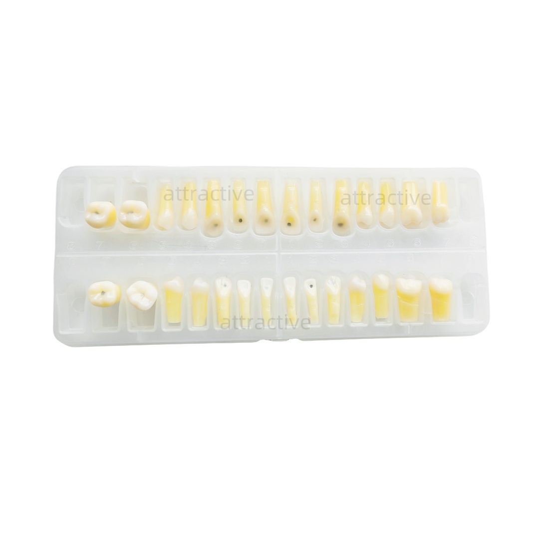 Dental Caries Remove Teeth Decayed Removing Practise Model Dentist Practice