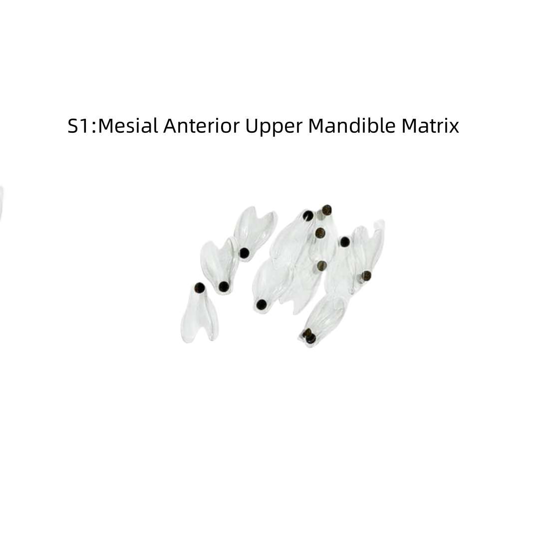 11Sizes Dental Clear Matrix Front/Molar Teeth Transparent Matrix Fit Bioclear BT - Picture 11 of 17
