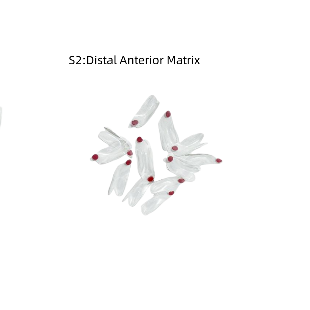 11Sizes Dental Clear Matrix Front/Molar Teeth Transparent Matrix Fit Bioclear BT - Picture 12 of 17