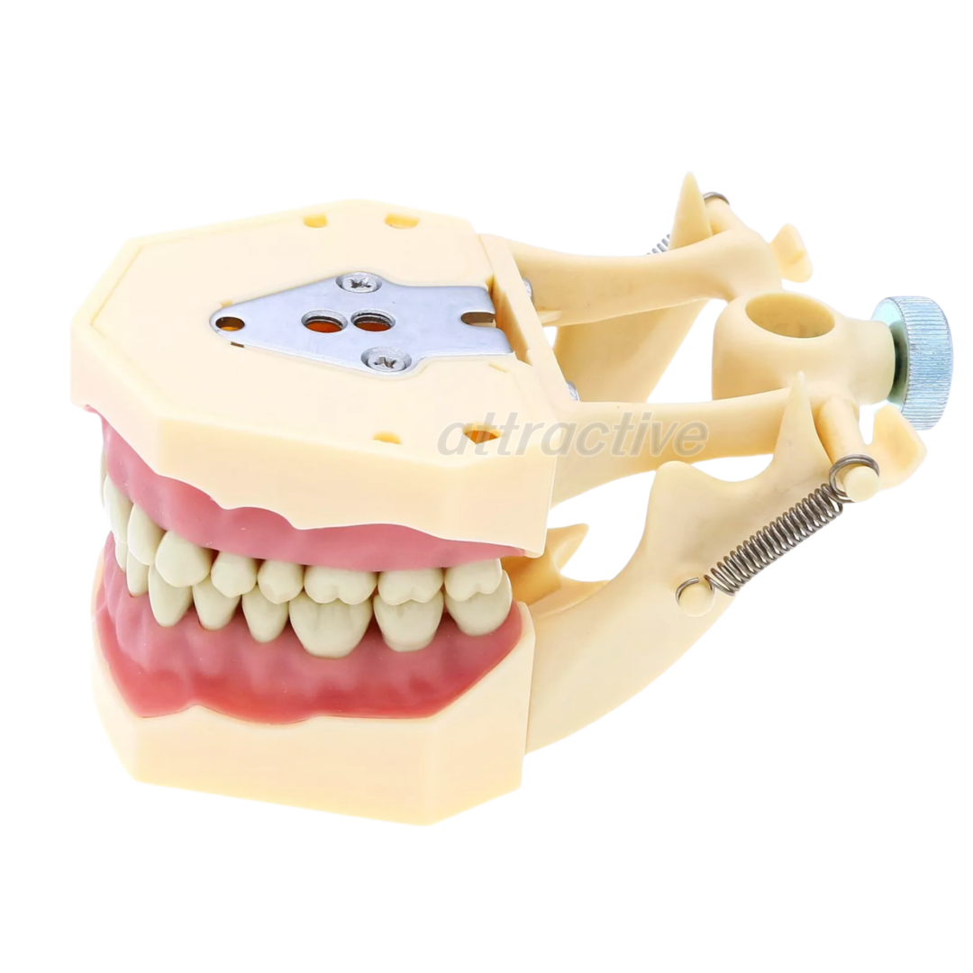 Frasaco Ag3 Type Dental Restorative Typodont Model 32Pcs Removable Teeth M8014-2