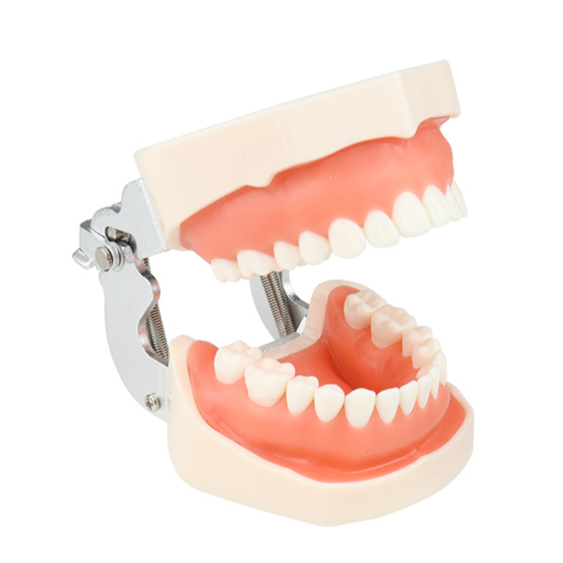 28/32 Pcs Removable Dental Typodont Tooth Disease Teach Denture Model Removable
