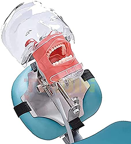 Mouth Simulator Phantom Head Teaching Model Replaceable Typodont Tooth Model