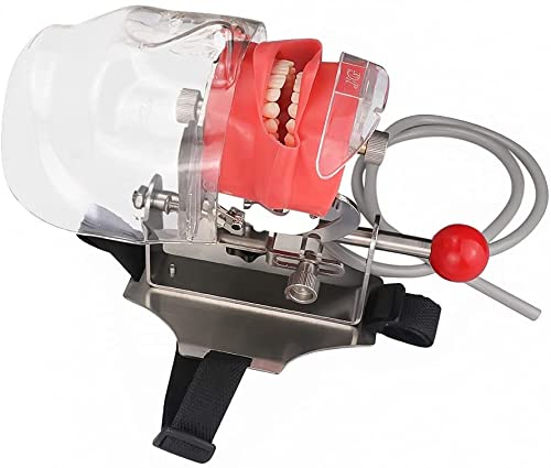 Mouth Simulator Phantom Head Teaching Model Replaceable Typodont Tooth Model