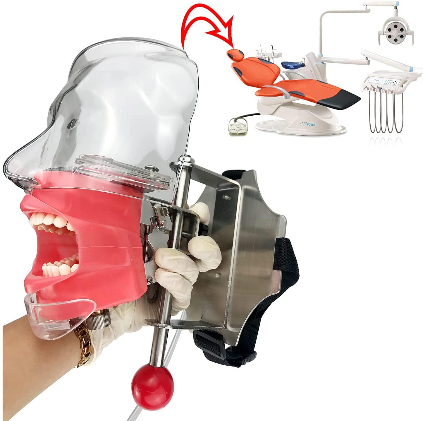 Mouth Simulator Phantom Head Teaching Model Replaceable Typodont Tooth Model