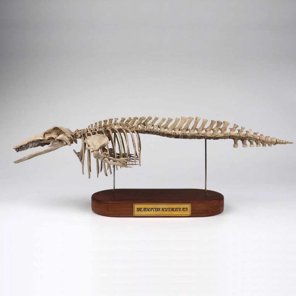 Balaenoptera acutorostrata Minke Whale Skeleton Model Animal