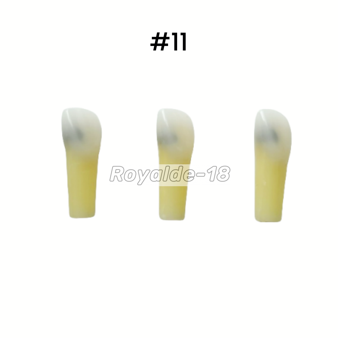 Dental Caries Remove Teeth Model Decayed Removing Practise Dentist Student Test