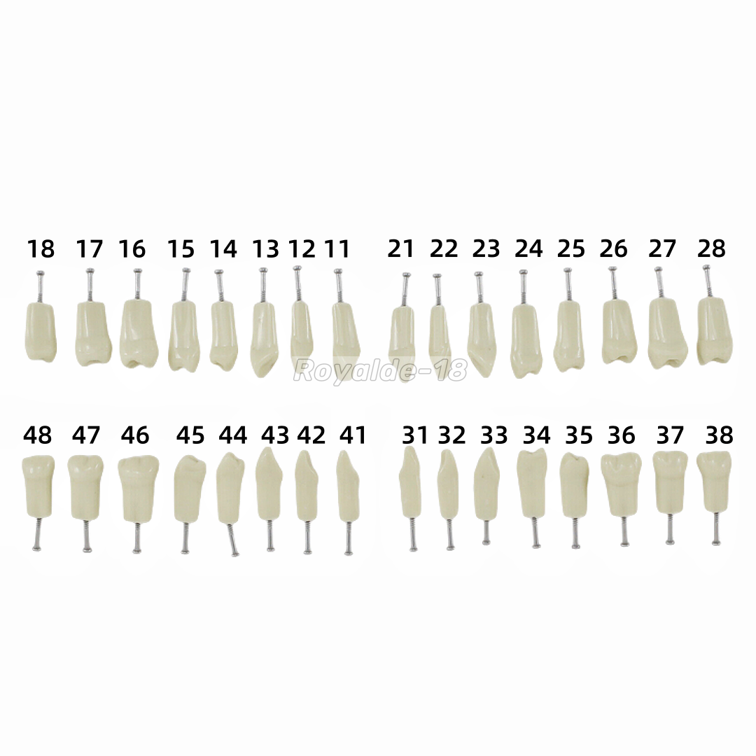 Removable Teeth Frasaco AG3 Type Dental Typodont Restorative Standard Model 32PC