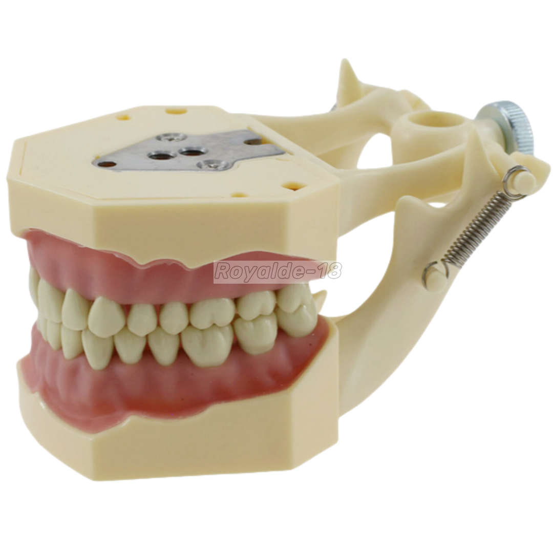 Frasaco AG3 Type Dental Typodont Restorative Standard Model 32PC Removable Teeth